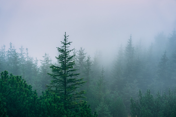 Foresta di montagna nebbiosa
 - Foto, immagini