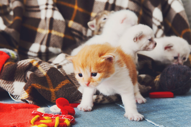 Красный оранжевый новорожденный котёнок в клетчатом одеяле
 - Фото, изображение