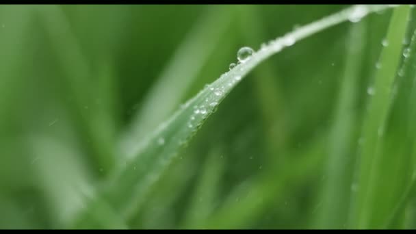 víz csepp eső fű - Felvétel, videó