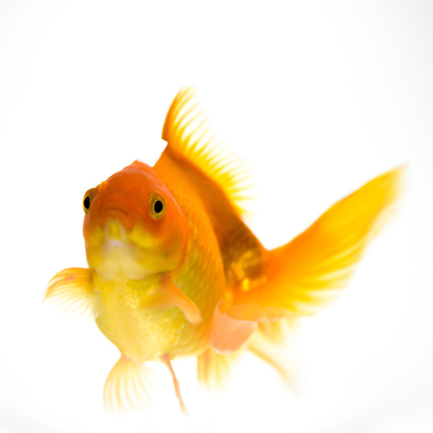 złota rybka w akwarium - Zdjęcie, obraz