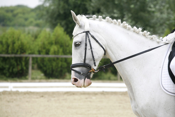 Портрет серого выездного коня во время тренировки
 - Фото, изображение