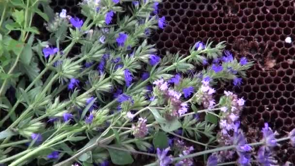 Various herbs on honeycomb - Footage, Video