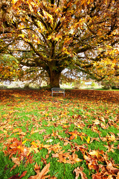 drzewo jesień - Zdjęcie, obraz