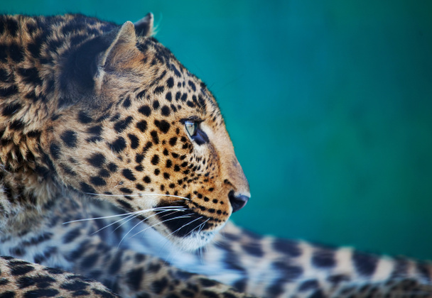 leopardo - Foto, Imagen