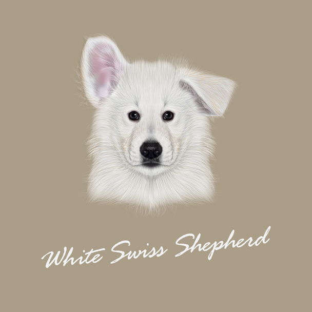 Vettore Illustrato Ritratto di cane pastore svizzero bianco
 - Vettoriali, immagini
