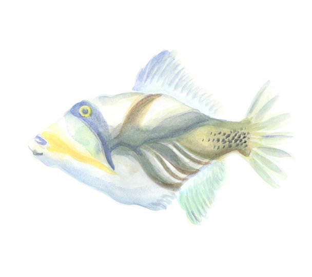 The Exotic Triggerfish - Фото, изображение