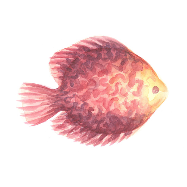 Red Discus Fish - 写真・画像