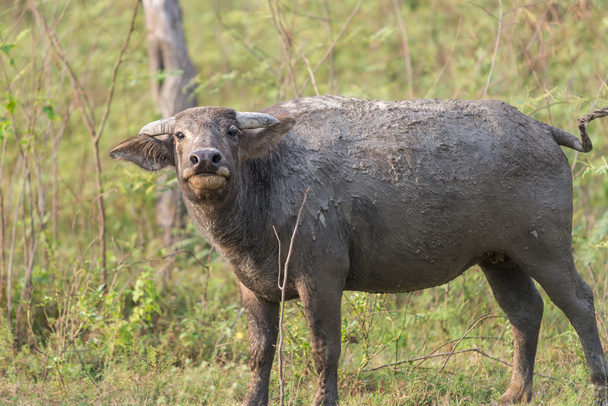 Búfalo tailandés en natural
 - Foto, imagen