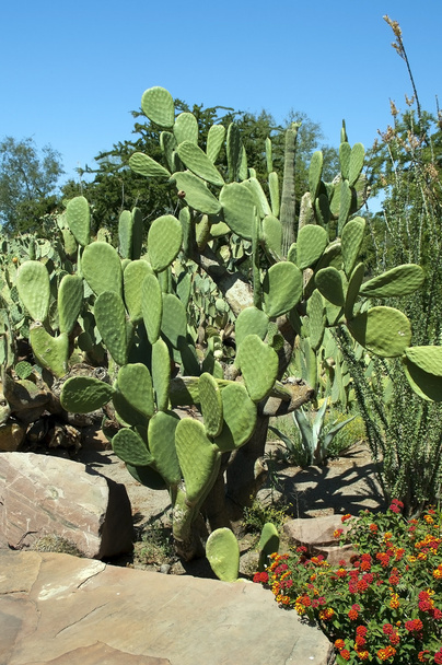 Kaktus in der Wüste von Nevada, USA - Foto, Bild