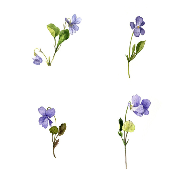 watercolor blue wild flowers - Zdjęcie, obraz