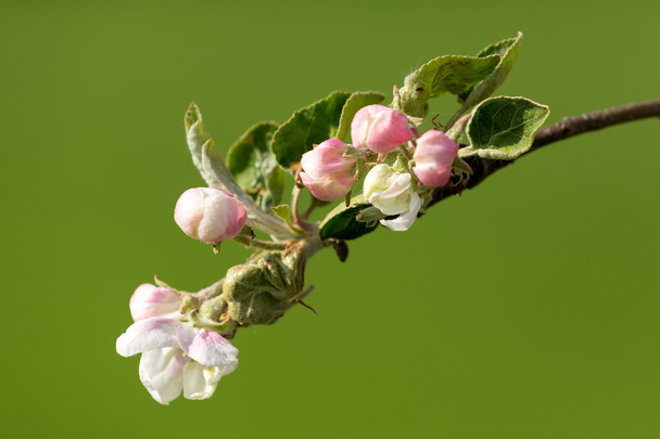 春の開花のアップルを開花 - 写真・画像