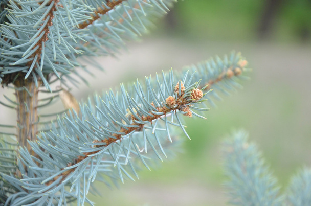 Épinette bleue branches
 - Photo, image