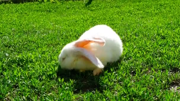 valkoinen kani vihreällä ruoholla - Materiaali, video