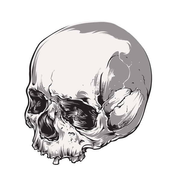 Skull Vecstor Art - Vector, Image