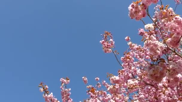 Prunus bloesem in het voorjaar. - Video