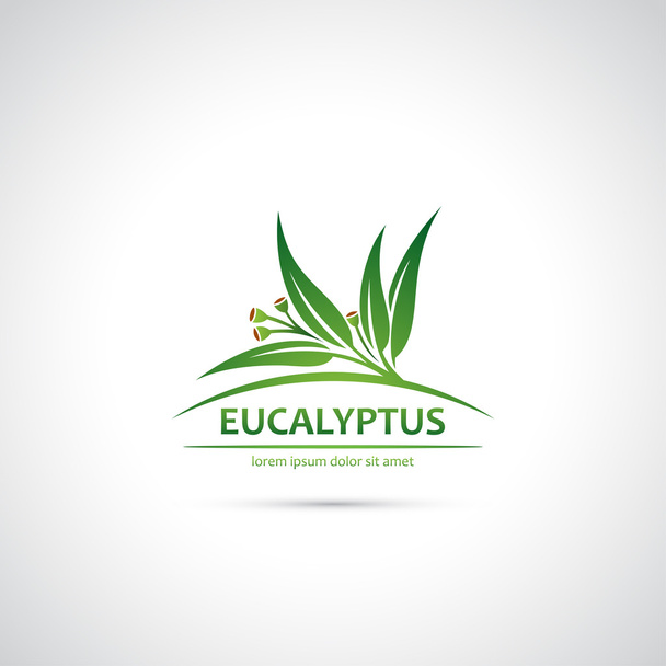 Eucalyptus leaves and fruits - Vektor, Bild
