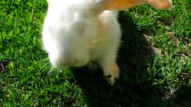 conejo blanco sobre hierba verde - Metraje, vídeo