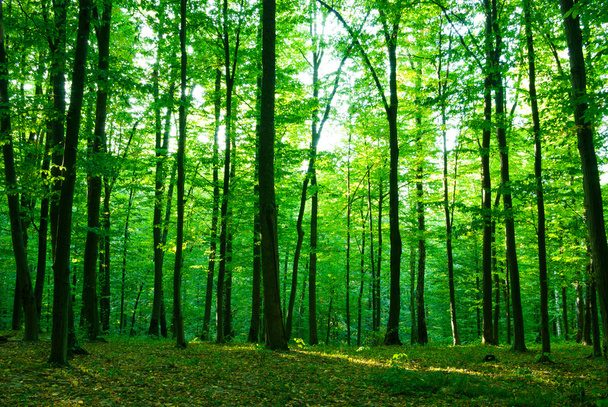  bosque de mañanabos in de ochtend - Foto, afbeelding