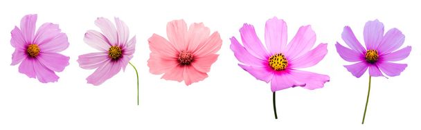 Set of Flowers - Photo, Image