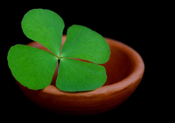Clover leaf in a clay pottery - Photo, Image