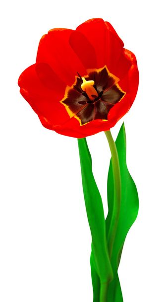 eine rote Tulpe  - Foto, Bild