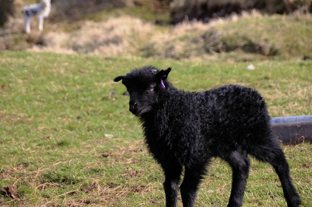 Sheep in the Faroe Islands  - Фото, изображение