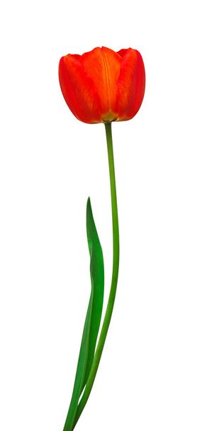 eine rote Tulpe  - Foto, Bild