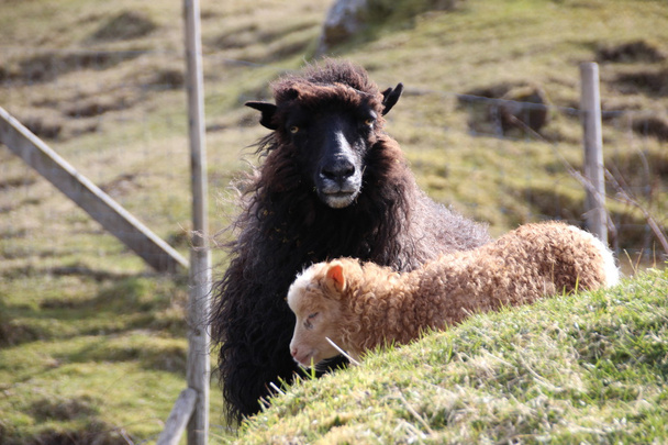 Sheep in the Faroe Islands  - Foto, Imagem