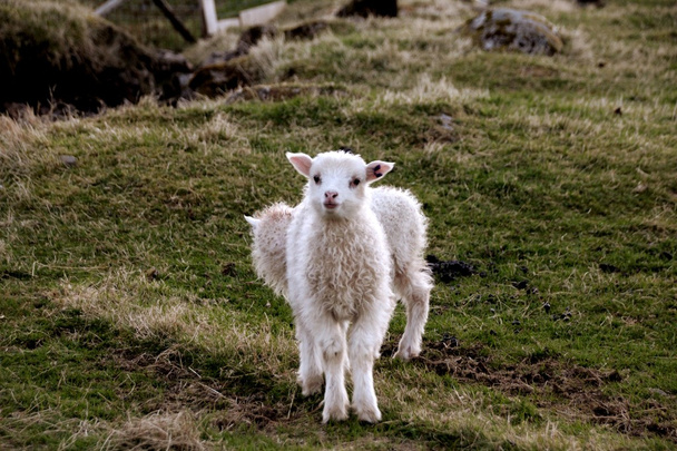 Sheep in the Faroe Islands  - Foto, afbeelding