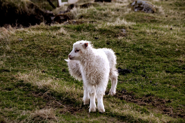 Sheep in the Faroe Islands  - Zdjęcie, obraz