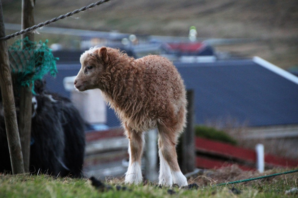 Sheep in the Faroe Islands  - Foto, imagen