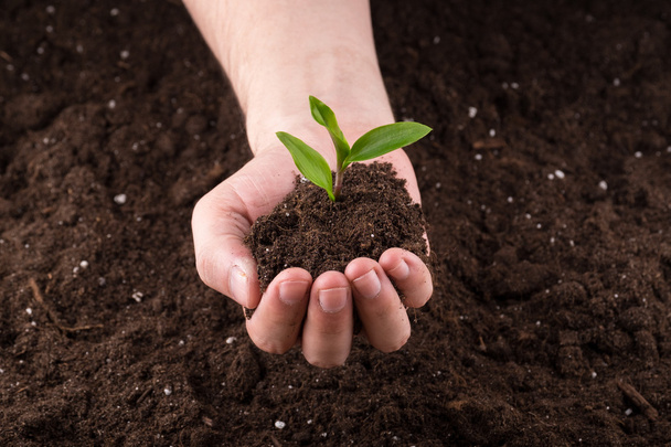 Soil with sprout in hands - Photo, image