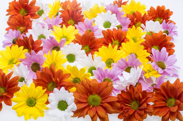Primer plano de las coloridas flores de crisantemo
 - Foto, imagen