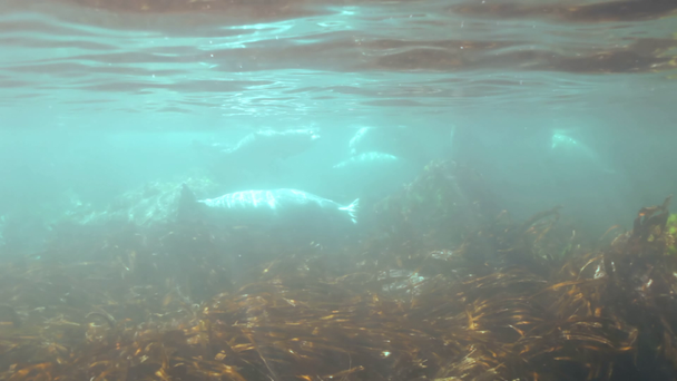 灰色のシールは日本海で水中の草で泳ぐ. - 映像、動画