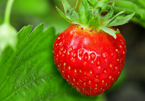 Strawberry plant - Foto, afbeelding