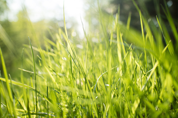 green grass background - Fotoğraf, Görsel