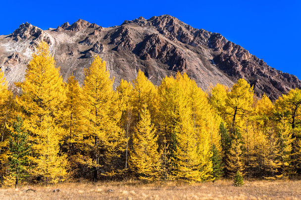 Golden autumn forest at the foot of the mountains - Photo, Image
