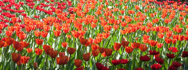 Feld voller leuchtend roter Tulpen - Foto, Bild