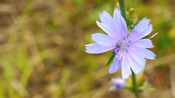Flower of common chicory (Cichorium intybus). Cichorium is a genus of plants in the dandelion tribe within the sunflower family. The genus includes chicory or endive, plus several wild species. - Footage, Video