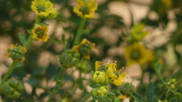 Ruta chalepensis est une espèce de plante de la famille des agrumes. Il est originaire d'Eurasie et d'Afrique du Nord
. - Séquence, vidéo