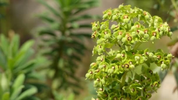 Euphorbia margalidiana – gatunek rośliny z rodziny Wilczowatych (Euphorbiaceae). Występuje endemicznie w Hiszpanii. Jego naturalnym siedliskiem są śródziemnomorskie Matorral wzrubland roślinności, a na skalistych brzegach. - Materiał filmowy, wideo
