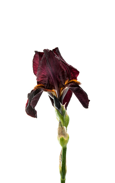 iris flowers isolated  - Photo, Image