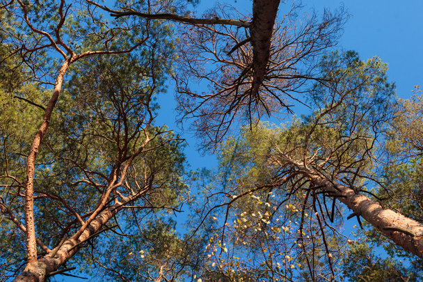 Three pine trees against blue sky  - Фото, изображение
