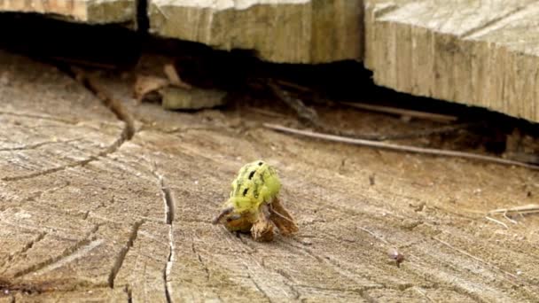 Zöld Caterpillar kúszik közelről. - Felvétel, videó