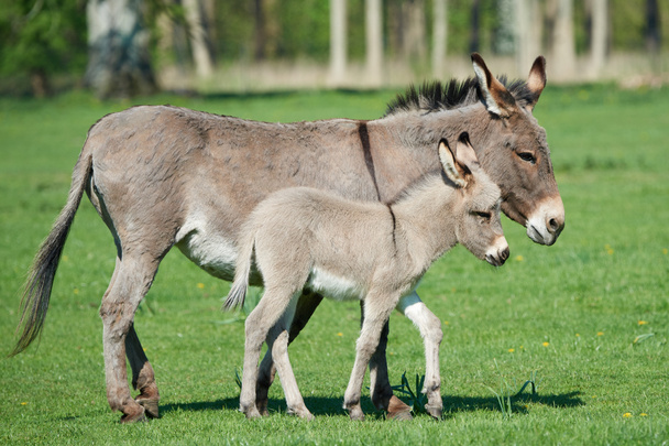 Γαϊδούρι (Equus asinus Αφρικανός) - Φωτογραφία, εικόνα