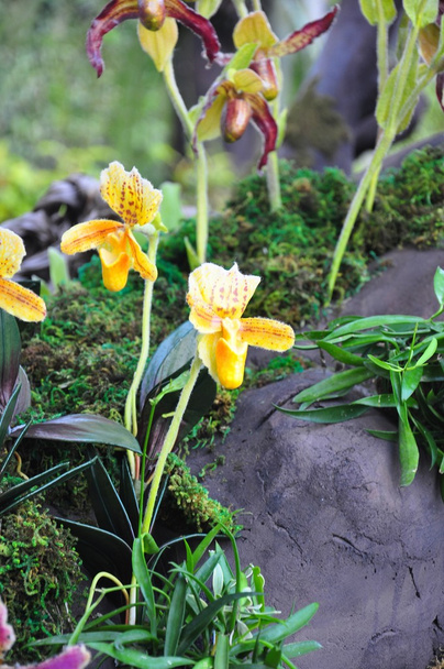 Beautiful yellow orchid. - Photo, Image