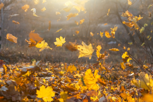Alá tartozó, sárga, narancssárga és piros őszi levelek, a gyönyörű természet - Fotó, kép