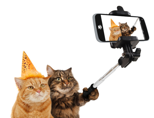 Komik Kediler - Selfie resim - Fotoğraf, Görsel