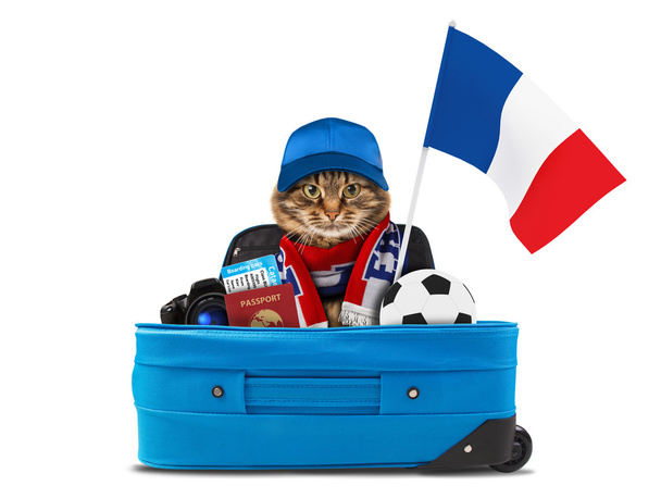 Funny cat is wearing a cap and football scarf  - Photo, Image