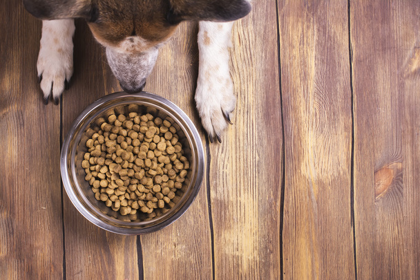 Dog and bowl of dry kibble food - Фото, изображение